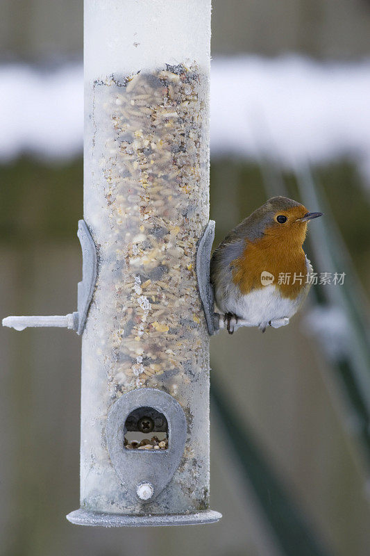 罗宾(红心rubecula)