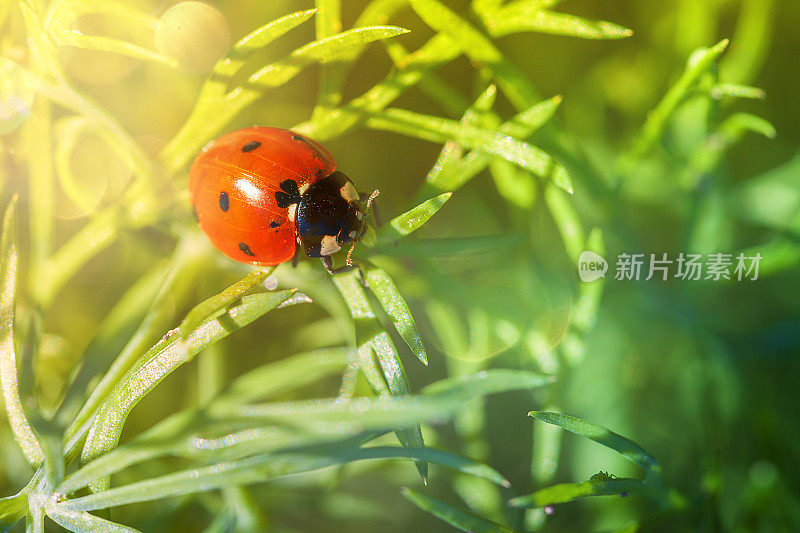 瓢虫栖息在草地上。瓢虫坐在植物上。散景灯的背景