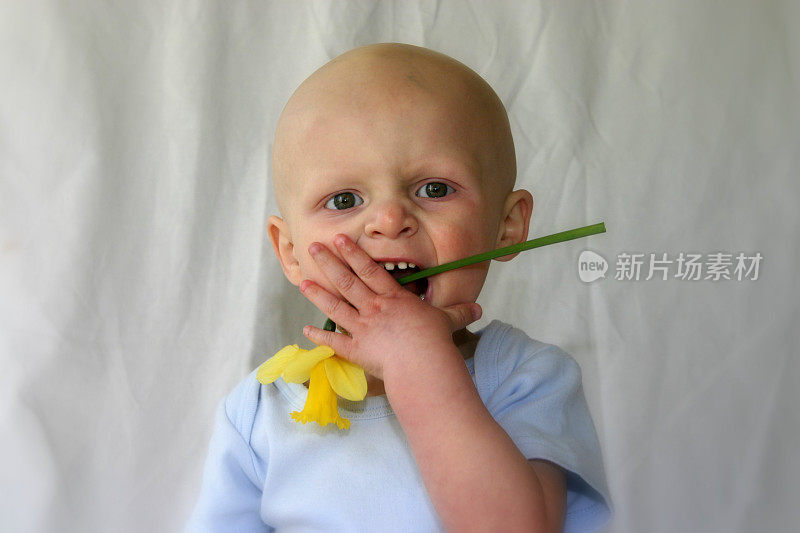 癌症的孩子;宝宝咀嚼水仙花