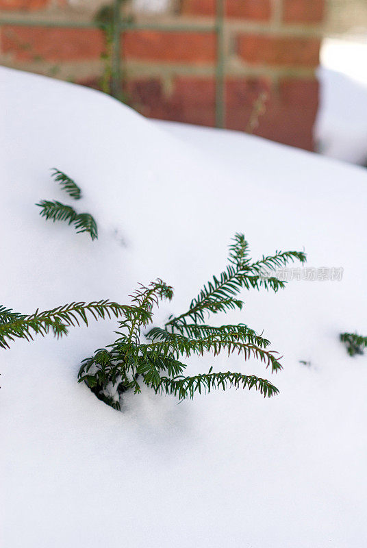 布什在大雪中前行