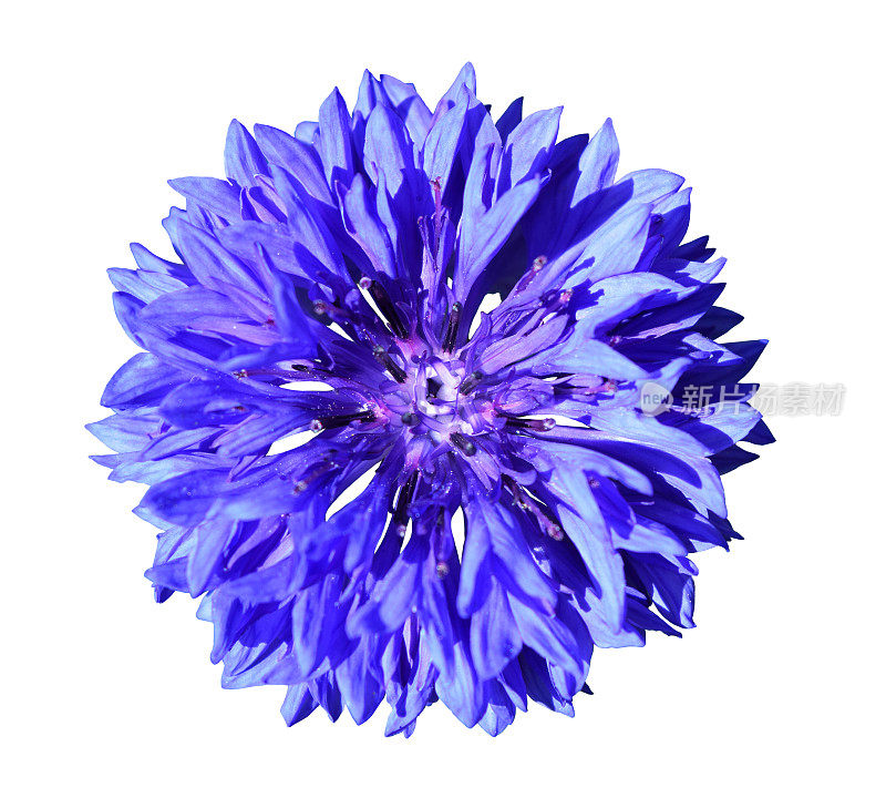 单朵美丽的蓝色矢车菊花，单独盛开在白色上