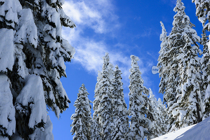 雪树