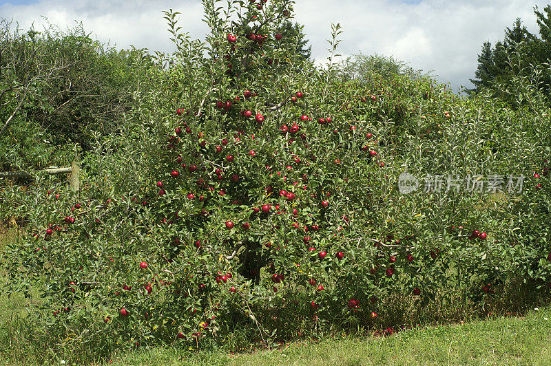 苹果园