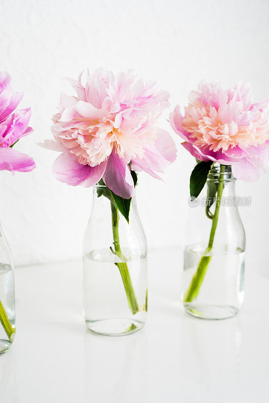 粉红牡丹插在玻璃瓶花瓶里