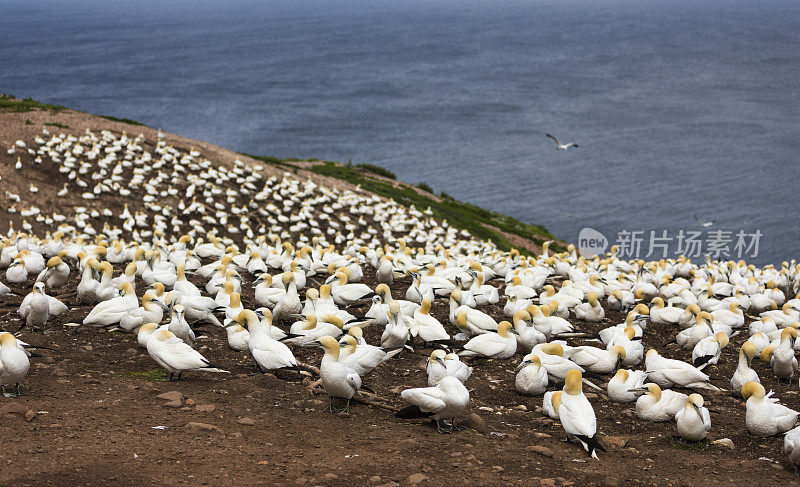 博纳旺蒂尔岛是世界上最大的北方塘鹅栖息地，每年有6个月，超过20万只塘鹅在这里安家。