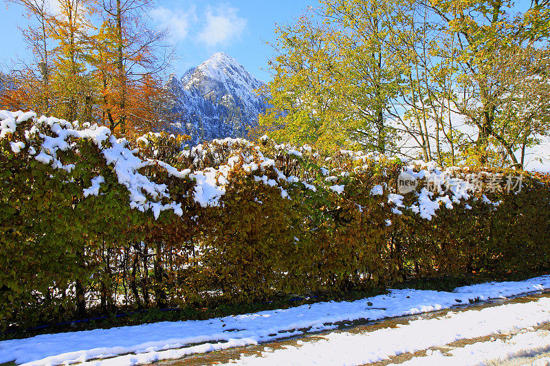 巴伐利亚阿尔卑斯山，田园诗般的松树林地下的雪景，雄伟的阿尔卑斯山山谷，戏剧性的巴伐利亚德国雪山全景，贝希特斯加登阿尔卑斯山，德国