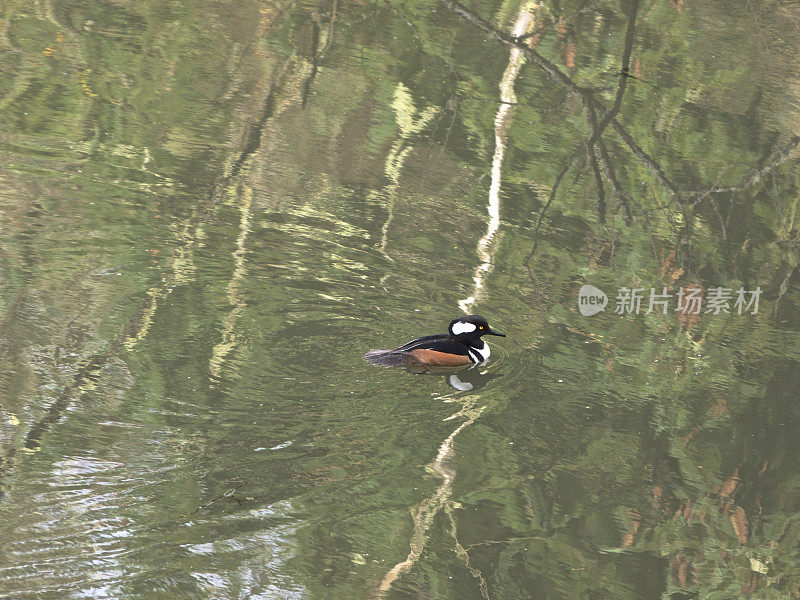 冠秋鸭水禽在池塘中与倒影游泳