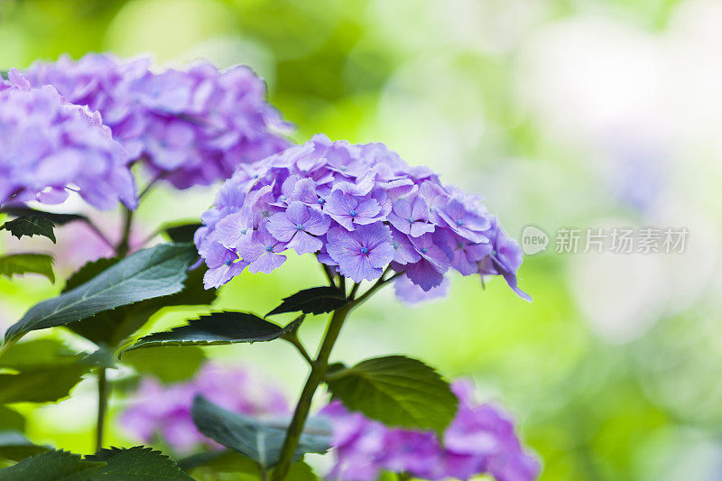 花园里的紫色绣球花