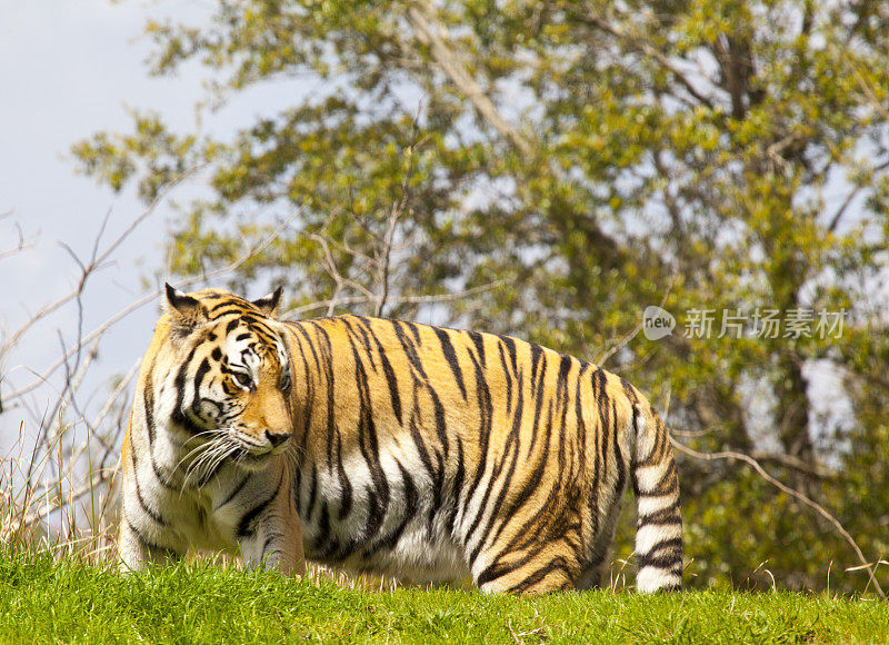 野生动物园看到老虎