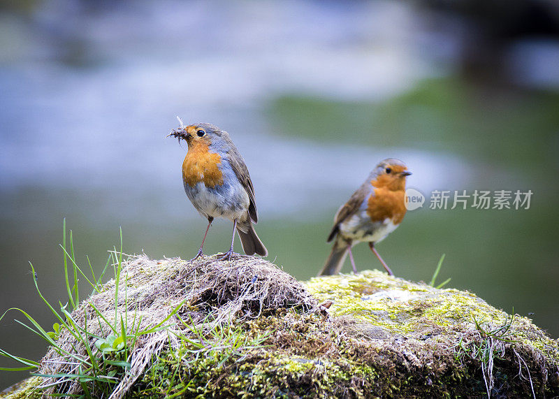 欧洲罗宾(红心rubecula)