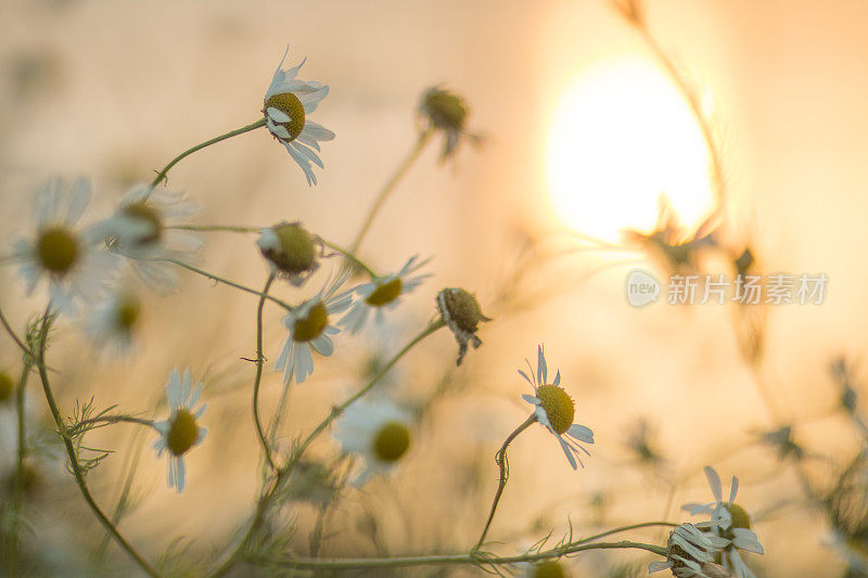 雏菊在风