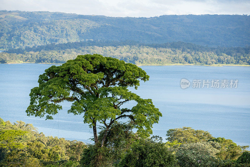 生长在哥斯达黎加河边和山上的树木