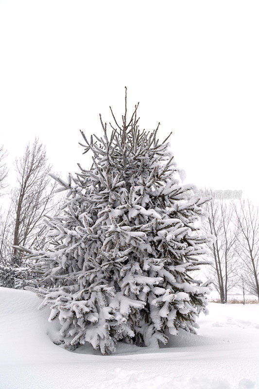 雪云杉树