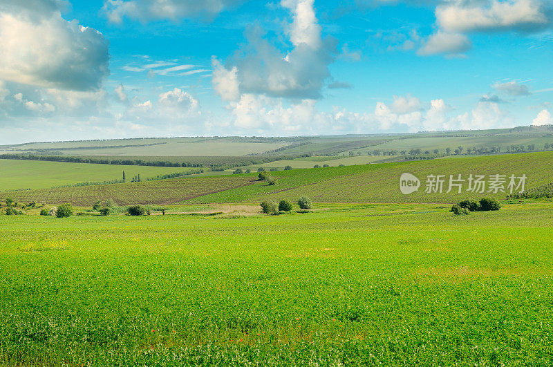 绿色的田野，蓝色的天空和淡淡的云彩