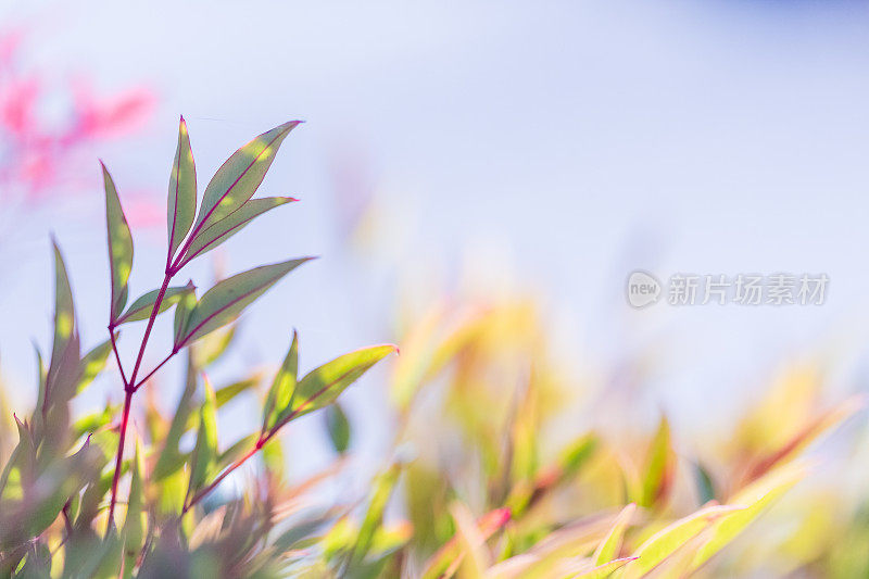 绿色的秋天的树叶在一个灌木对梦幻的浅蓝色的天空和Bokeh背景