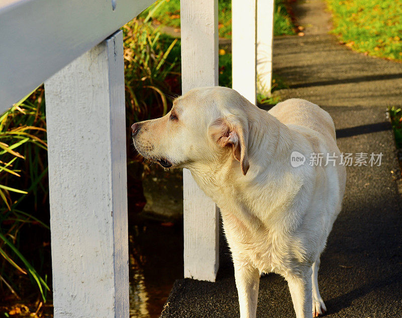 一只拉布拉多寻回犬正在过桥