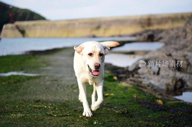 康沃尔一个渔村的拉布拉多寻回犬