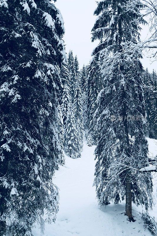 在欧洲阿尔卑斯山脉，冰雪覆盖的冬季景观和森林