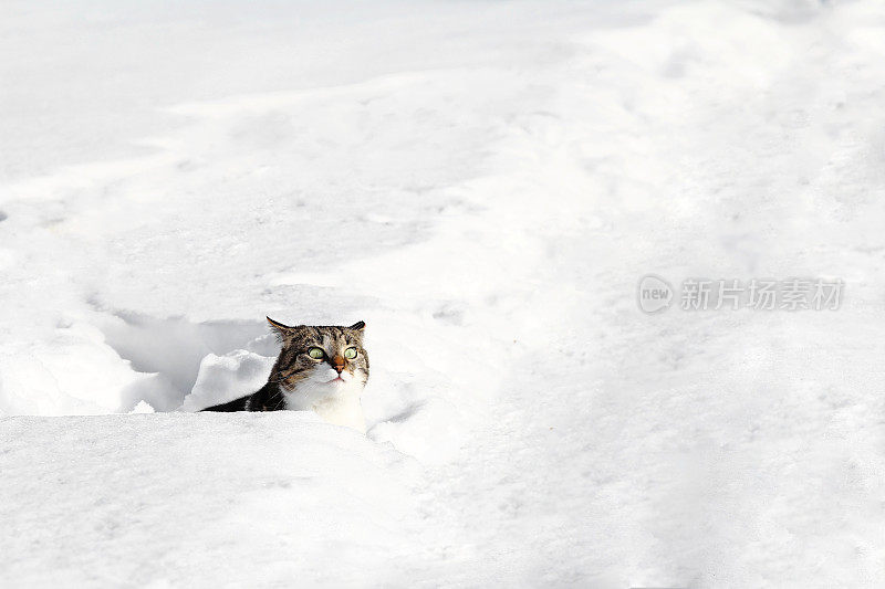 一只小猫好奇地从雪中张望