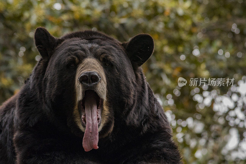 美国黑熊打哈欠，加州