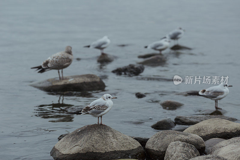 蓝色的湖边有海鸥和鸬鹚