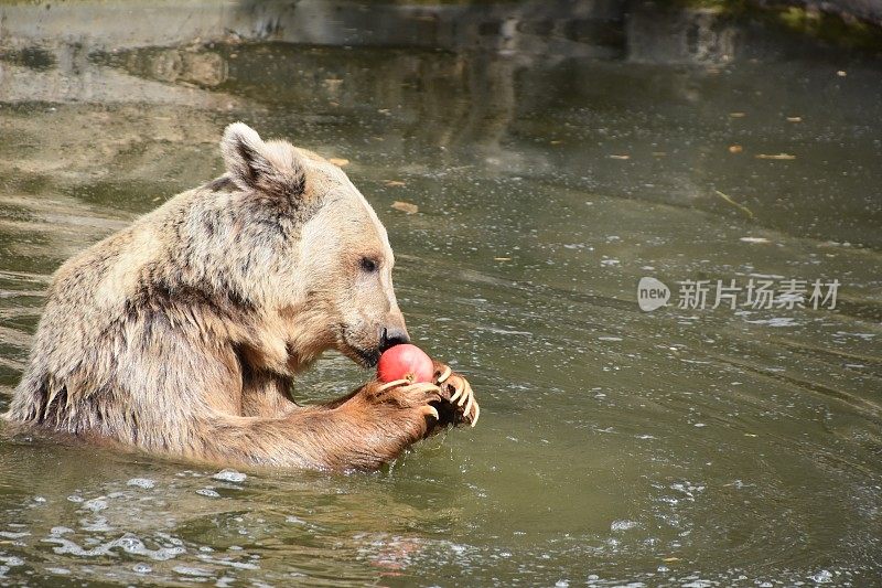 一只熊