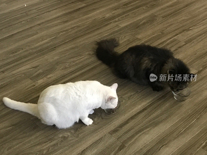 两只猫，一只缅因猫和一只土耳其安哥拉猫正在吃他们的晚餐。