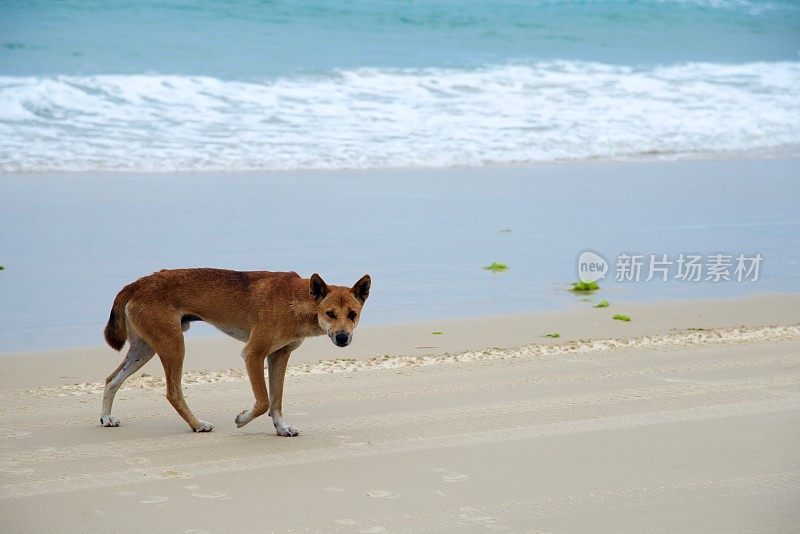 孤独的雄性野狗走在弗雷泽岛的沙滩上