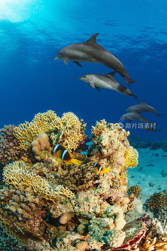 海豚海洋生物学校海豚珊瑚礁水下呼吸器潜水员观点红海自然和野生动物