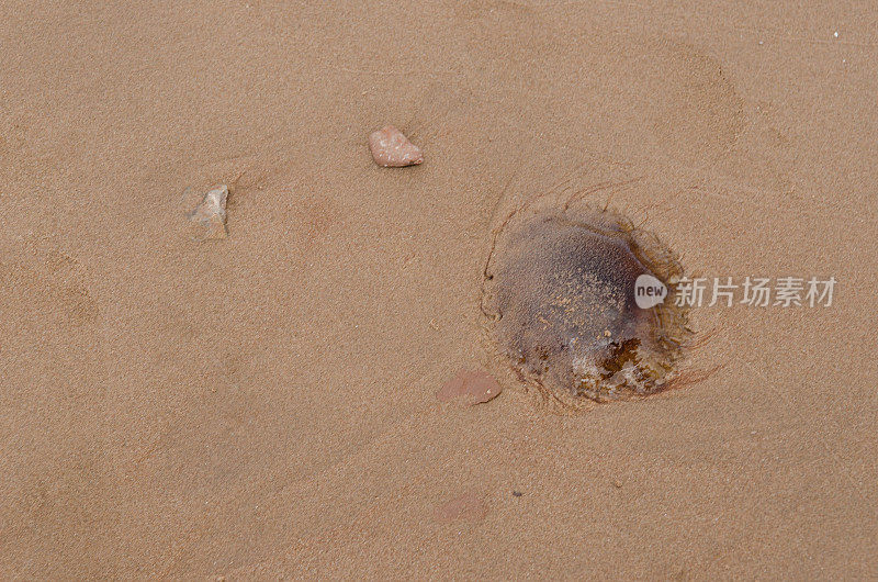 在沙滩上搁浅的水母