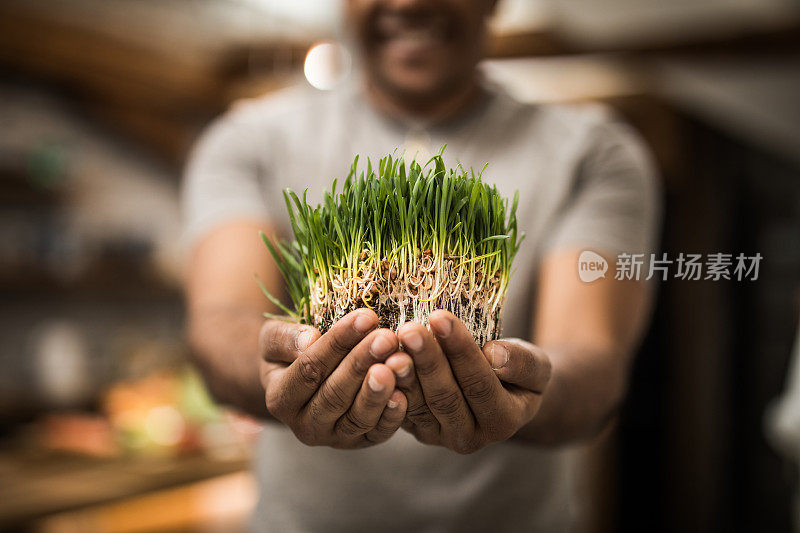 不认识的人拿着圣诞小麦的特写。