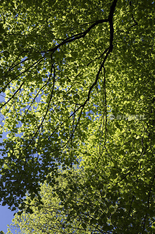 一棵低角度的树叶树视图
