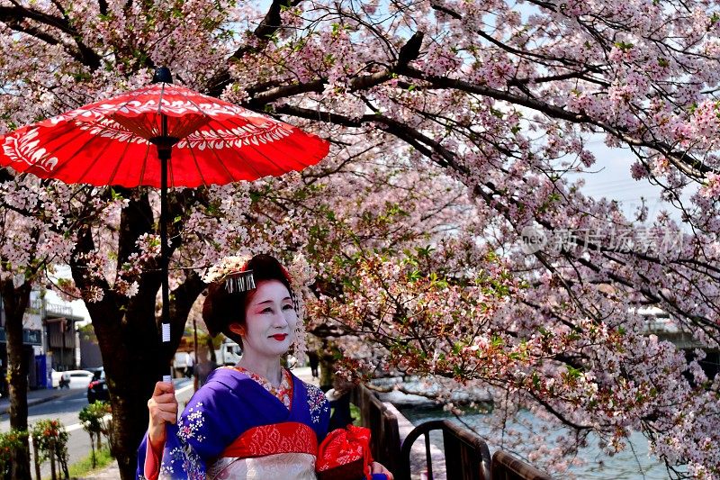 日本一名女子穿着舞子服装在京都欣赏樱花