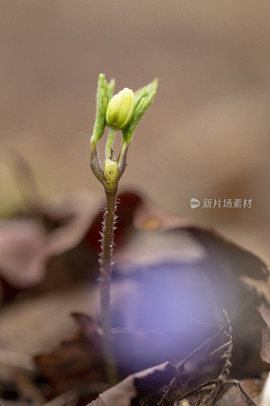 焦虑中的木海葵