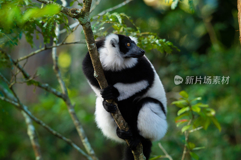 马达加斯加雨林中的狐猴