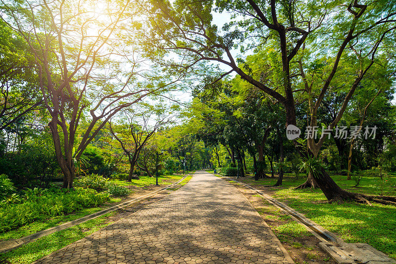 公园内的道路或步道周围有许多树木，白天阳光照射，使地面阴凉。