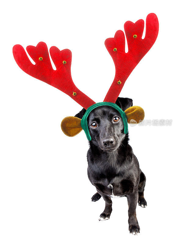 可爱的黑色小狗戴着圣诞驯鹿头巾或圣诞隔离