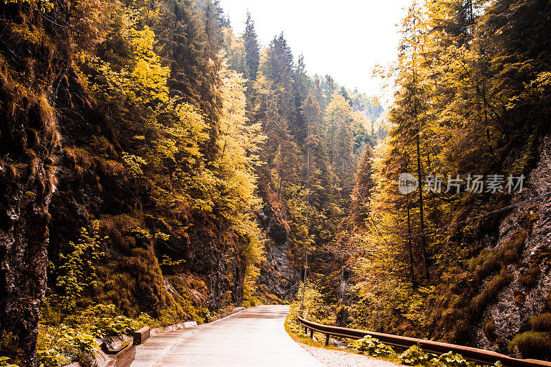 寂寞荒芜的山路被秋色的森林所包围
