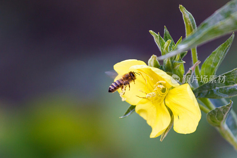 小蜜蜂和黄花