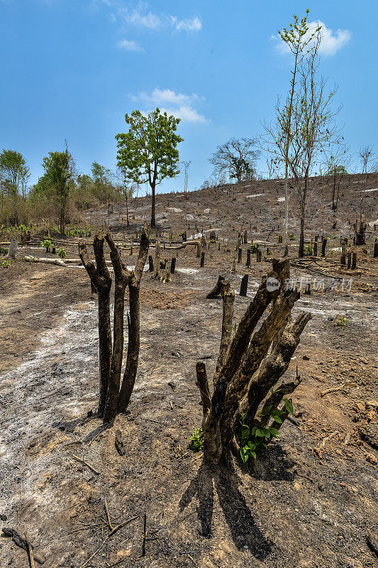 森林砍伐和火