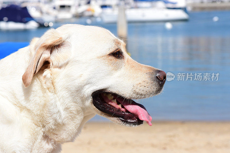 纽波特海滩港的拉布拉多寻回犬