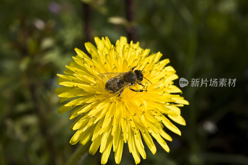 蒲公英上的蜜蜂