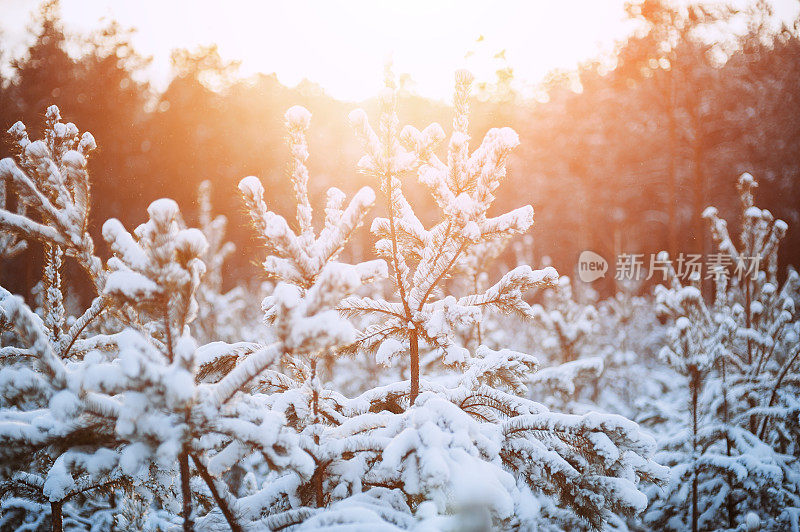 奇妙的冬日森林覆盖着皑皑白雪