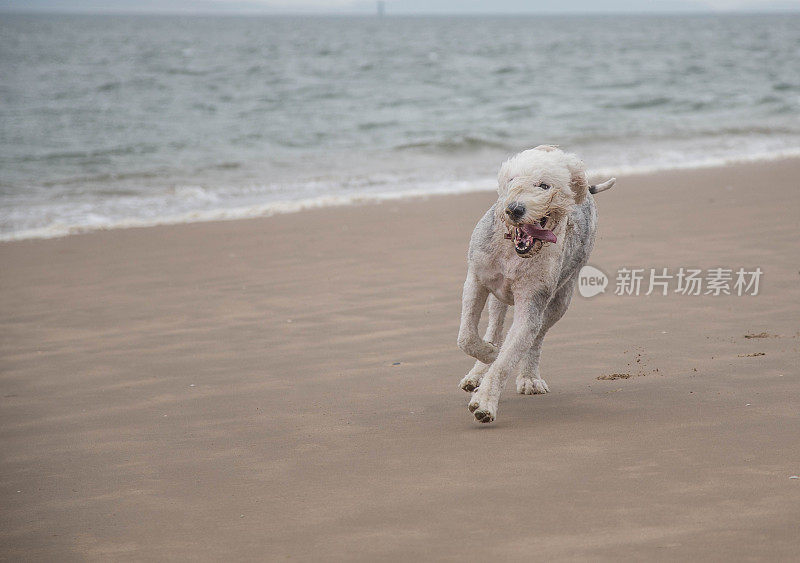 顽皮的宠物-老英国牧羊犬