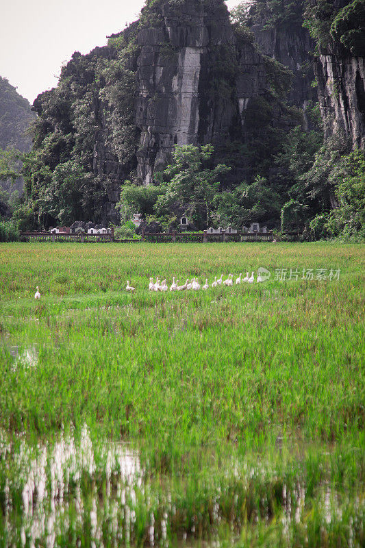 越南的稻田