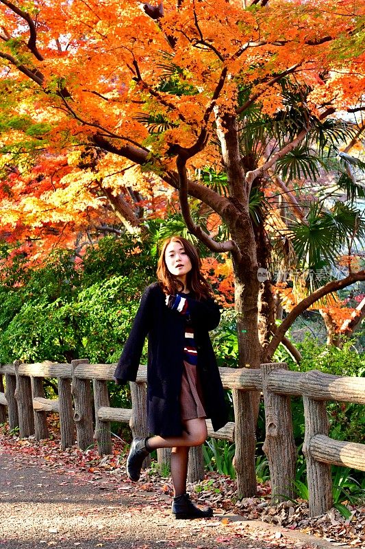 年轻的日本女人在彩色的枫树下旋转