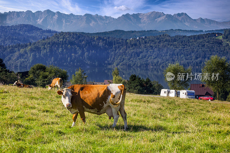 波兰塔特拉山脉牧场上的奶牛