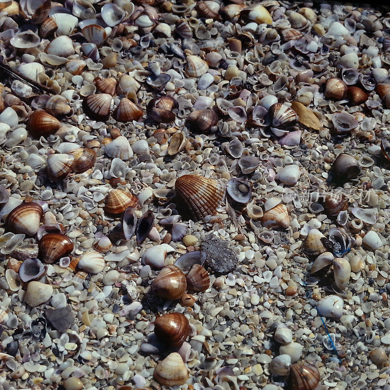 热带海滩的贝壳