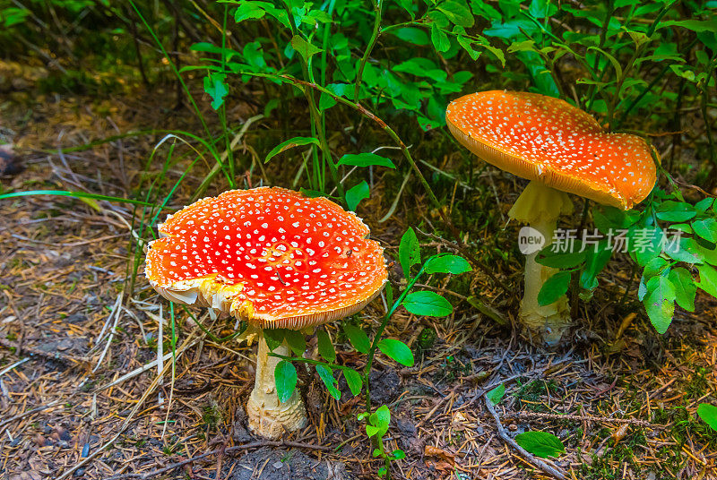 森林里的一对红色蘑菇