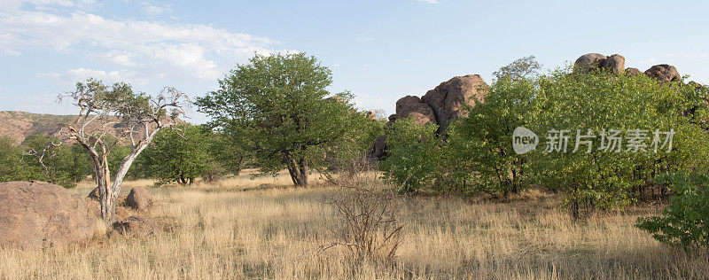 树木在纳米比亚